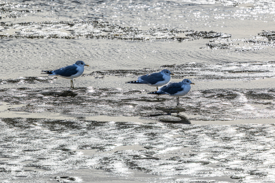 14334 - Common gulls on icy Ringkøbing Fjord in winter