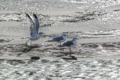 14336 - 3 Common gulls on incy Ringkøbing Fjord in winter