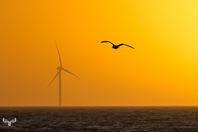 14355 - Seagull flyong over sunset North Sea with wind turbine