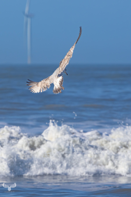 14386 - Sea gull over North Sea waves