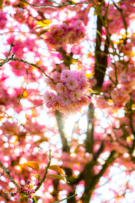 14424 - Japanese cherry in backlight at Skjern's old water tank Vandhaverne