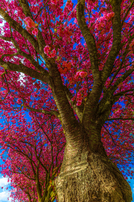 14426 - Japanese cherry tree at Skjern's old water tank Vandhaverne