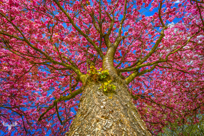 14430 - Japanese cherry tree looked up at Skjern's old water tank Vandhaverne