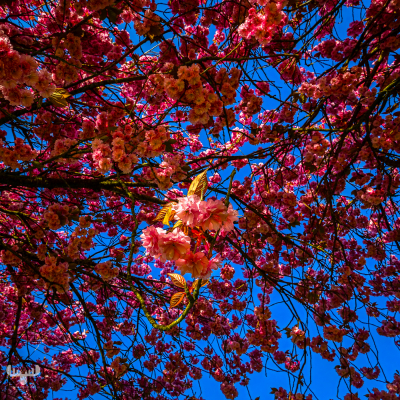 14432 - Japanese cherry blossom in sunlight at Skjern's old water tank Vandhaverne