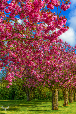 1443514426 - Japanese cherry trees at Skjern's old water tank Vandhaverne