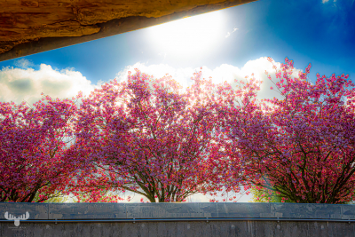 14437 - Japanese cherry trees behind Skjern's old water tank Vandhaverne