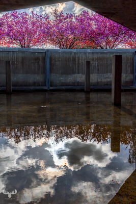 14441 - Japanese cherry trees behind  Skjern's old water tank Vandhaverne with reflection