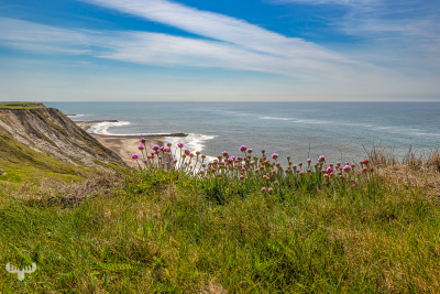 14453 - Bovbjerg Klint with sea pinks - view to North Sea