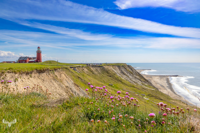 14454 - Bovbjerg Fyr lighthouse with Bovbjerg Klint cliffs and sea pinks