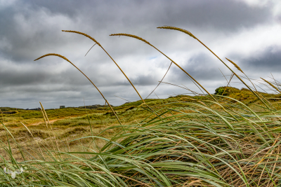 14552 - Done gras and dune landscape