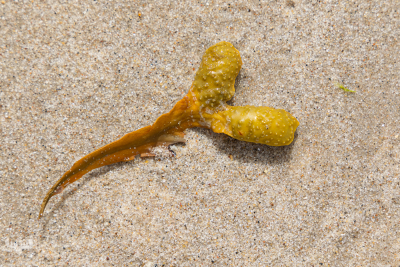 14554 - Bladder wrack on North Sea sands