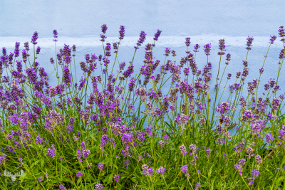 14604 - Lavender in front of bluw wall