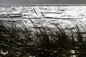 4020 - Dune weed and North Sea