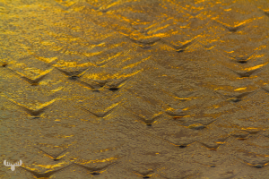 5439 - Retreating waters at Søndervig beach