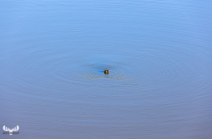 11173 - Nose of grey seal sticking out of Ringkøbing Fjord