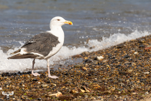 Lesser black-backed gull at the beach, Klitmøller