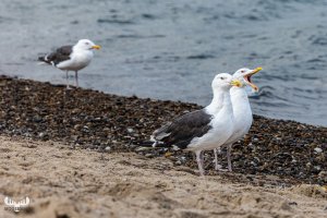 Lesser black-backed gulls, Klitmøller