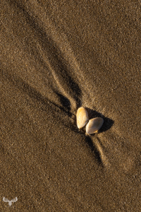 13598 - Seashell on beach sand at Kærgård Strand beach