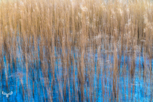 13621 - Moving reeds at Filsø
