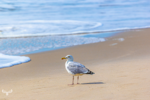 13681 - Gull standing at Northsea waterline