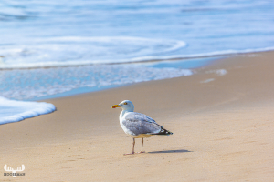 13681 - Gull standing at Northsea waterline