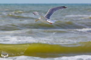 13683 - Gull flying above North Sea at Vedersø Klit