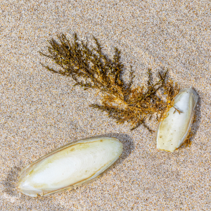 13686 - Seaweed and Cuttlefish Shell on beach sand
