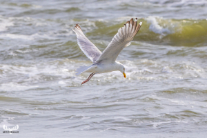 13693 - Gull looking down over North Sea