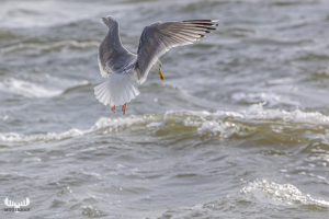 13695 - Gull over North Sea shortly before going fishing