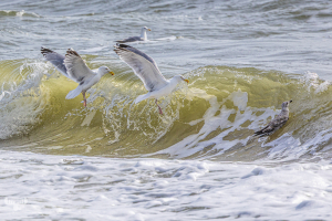 13697 - Two gulls over North Sea waves