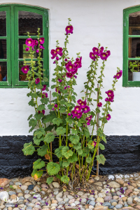 13707 - Bundsbæk Mølle mill house front with hollyhock flowers