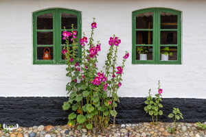 13708 - Bundsbæk Mølle mill house windows with hollyhock flowers