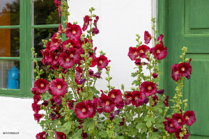 13710 - Bundsbæk Mølle mill house door and windows with hollyhock flowers