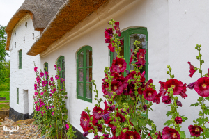 13711 - Bundsbæk Mølle mill house with hollyhock flowers