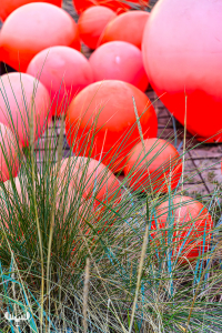 13730 - Red floating buoys and dune grass