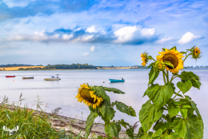 13751 - Sunflowers in front of water and boats