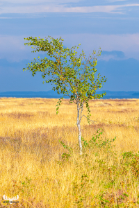13800 - Birch tree on grassland