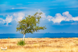 13806 - Birch tree on yellow grassland
