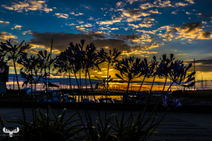 13830 - Ebeltoft Havn - Harbor bridge and flowers wit sunset sky