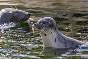 13874 - Harbor Seal and Grey Seal