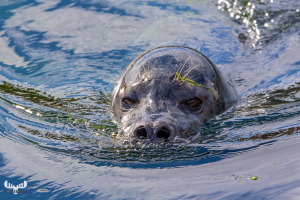 13876 - Harbor Seal frontal