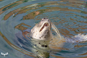 13880 - Harbor Seal laughing