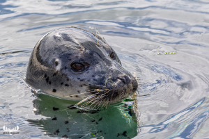 13887 - Harbor Seal portrait