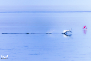 13966 - Bagges Dæmning - Starting swan motion in Ringkøbing Fjord