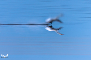 13967 - Starting swan mirror in Ringkøbing Fjord