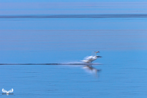 13968 - Swan starting in Ringkøbing Fjord