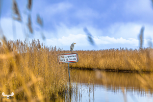 14104 - Grey heron sitting on sign at outlet channel at Stauning Havn harbour