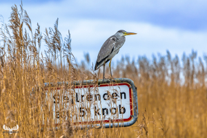 14106 - Grey heron sitting on sign between reeds at Stauning Havn harbour