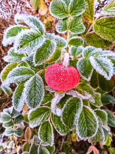 14114 - Hoarfrosted rose hip