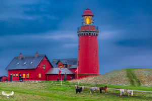 14166 - Bovbjerg Fyr lighthouse at dusk with horses